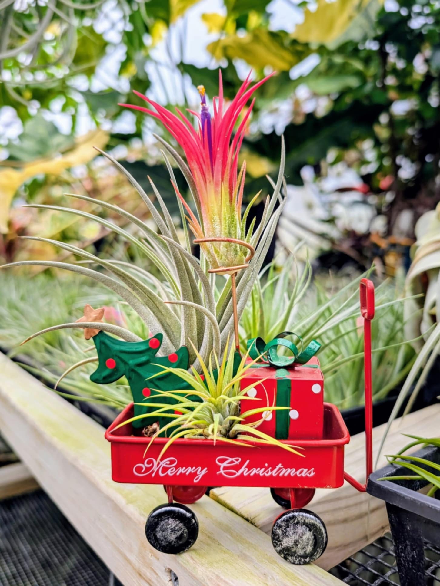 Christmas Gift - Tin Little Red Wagon with 3 Air Plants