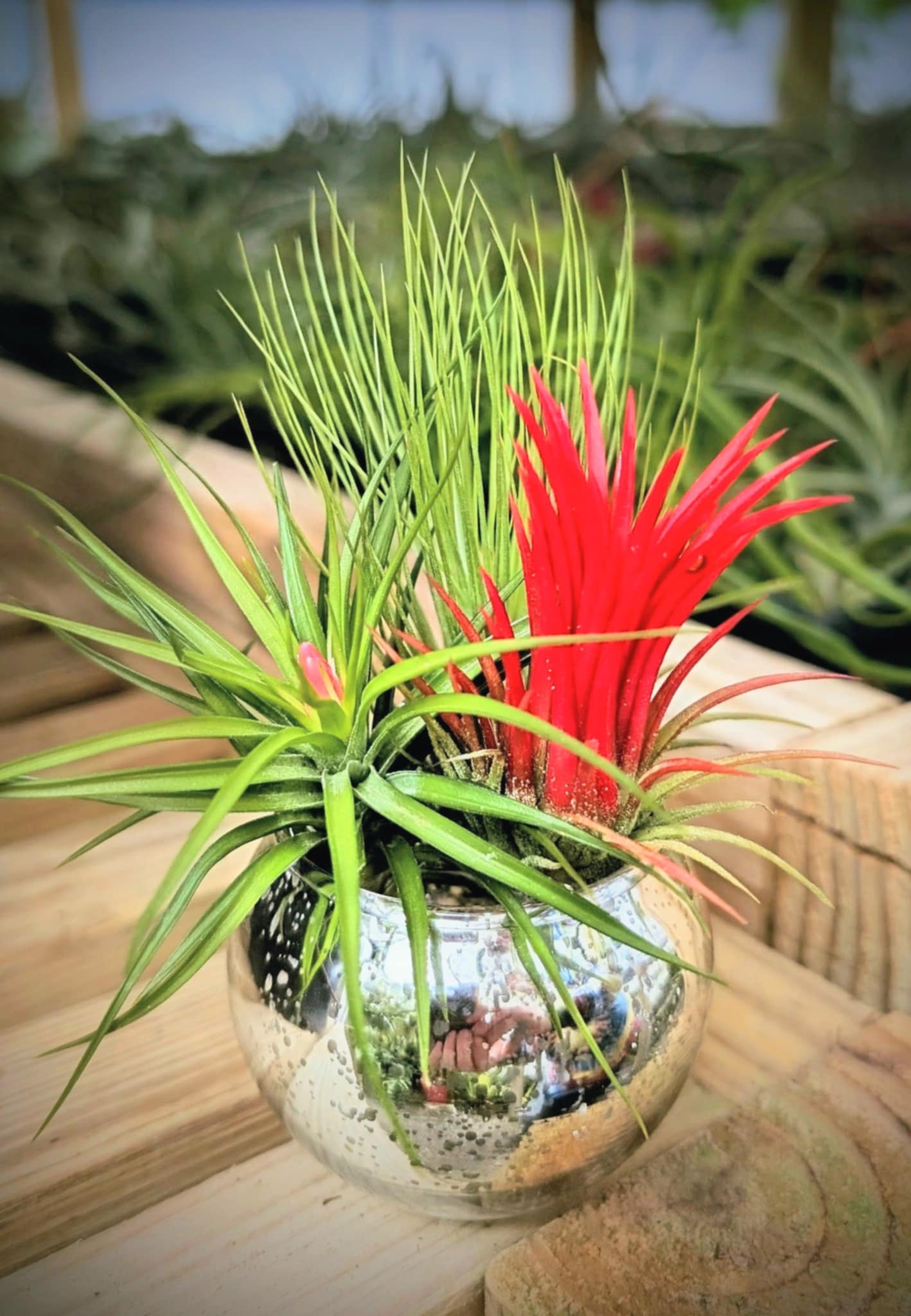 christmas air plants Christmas Gift
