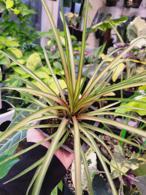 Cyanea Variegated Pink Quill Potted Air Plant