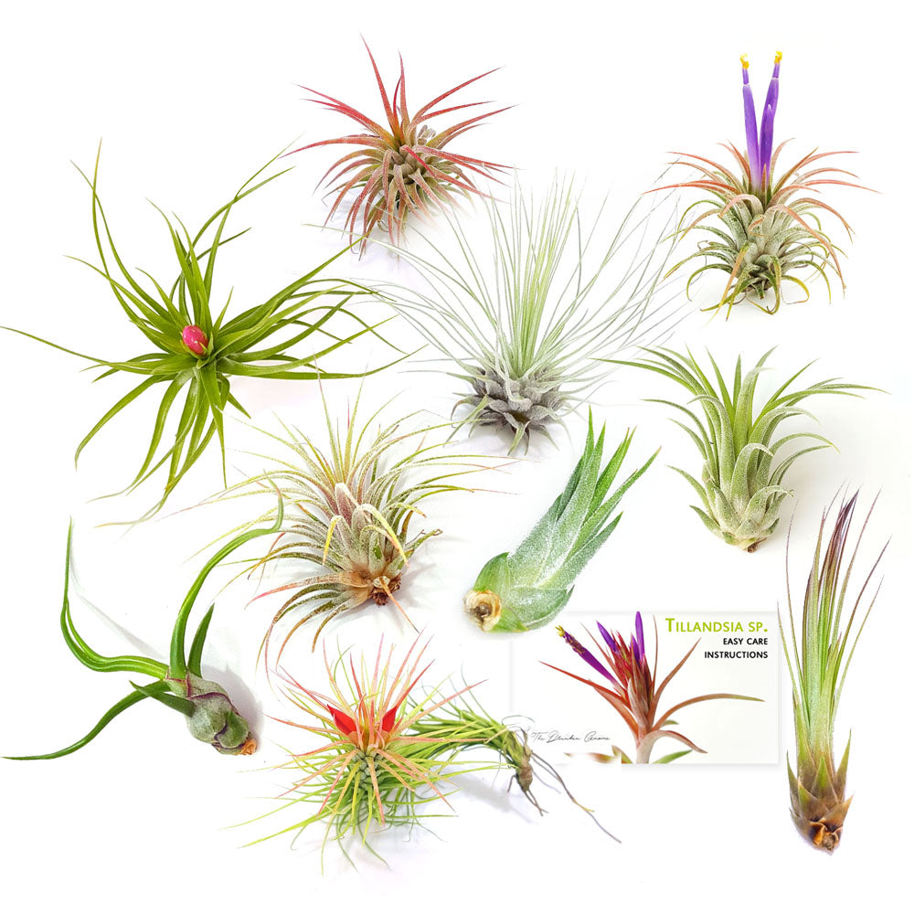 Air Plant Variety Pack (10, Small 1-2")