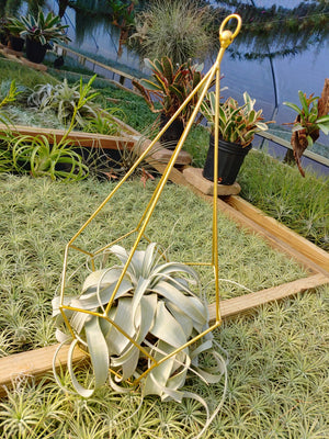 Large Geo Holder + Xerographica Air Plant