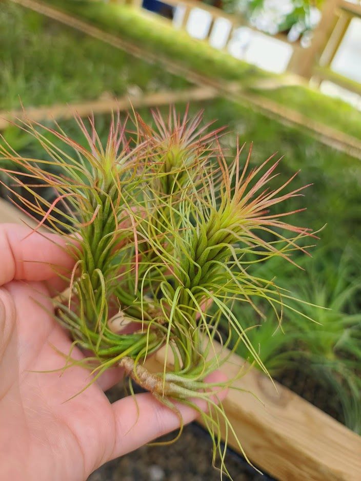 funckiana air plant care Sellers Choice - Funckiana