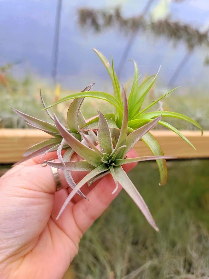 Sellers Choice - Brachycaulos Multiflora