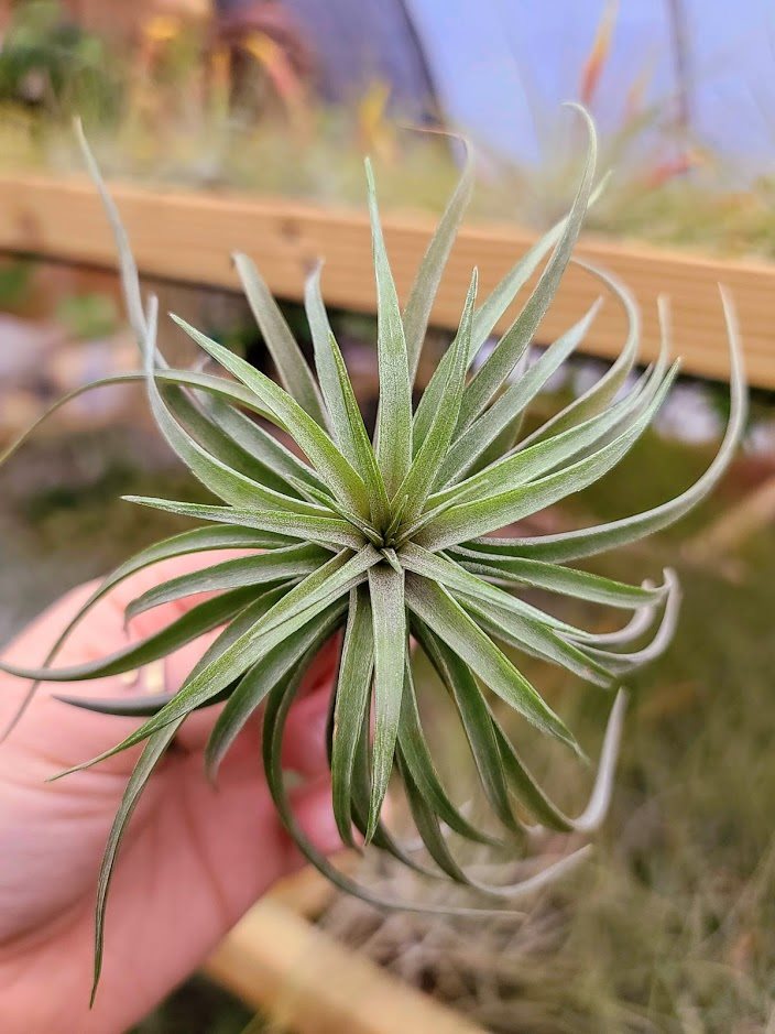 aeranthos air plant Sellers Choice - Aeranthos