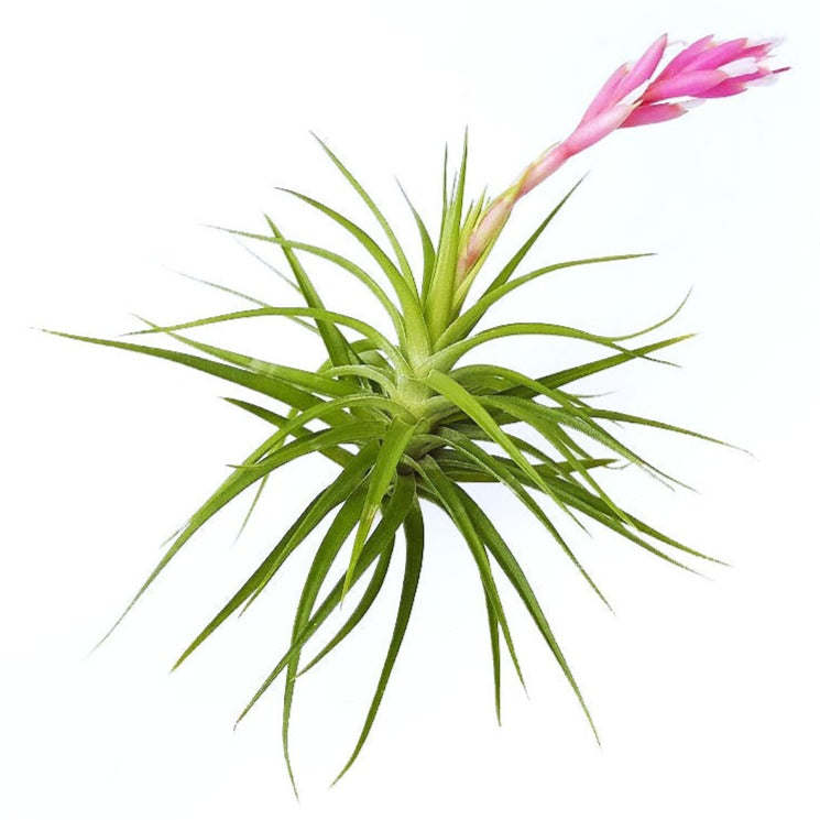 emerald forest air plant Tenufolia Emerald Forest Air Plant