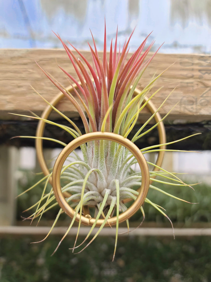 Geo Wall Holder with Air Plant