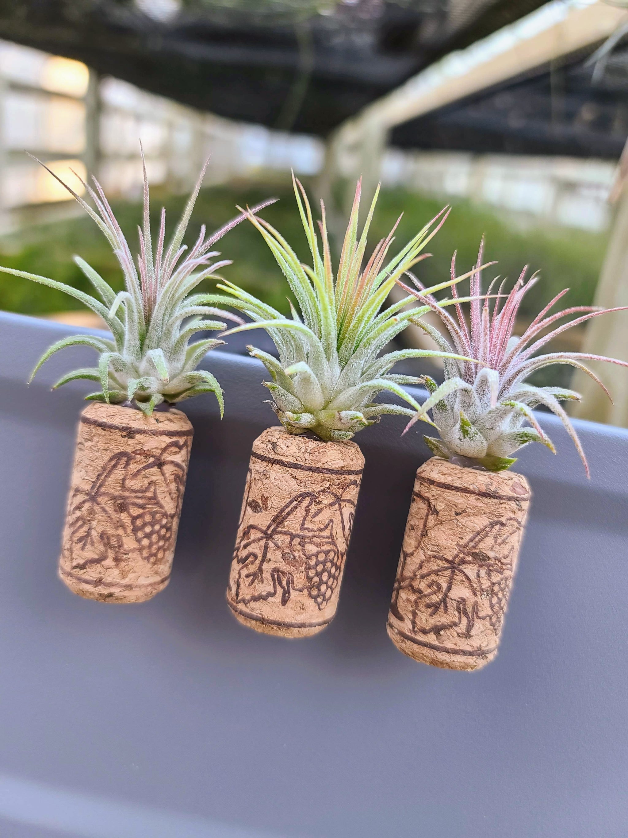 wine cork air plant 3 Magnetic Wine Corks + 3 Air Plants