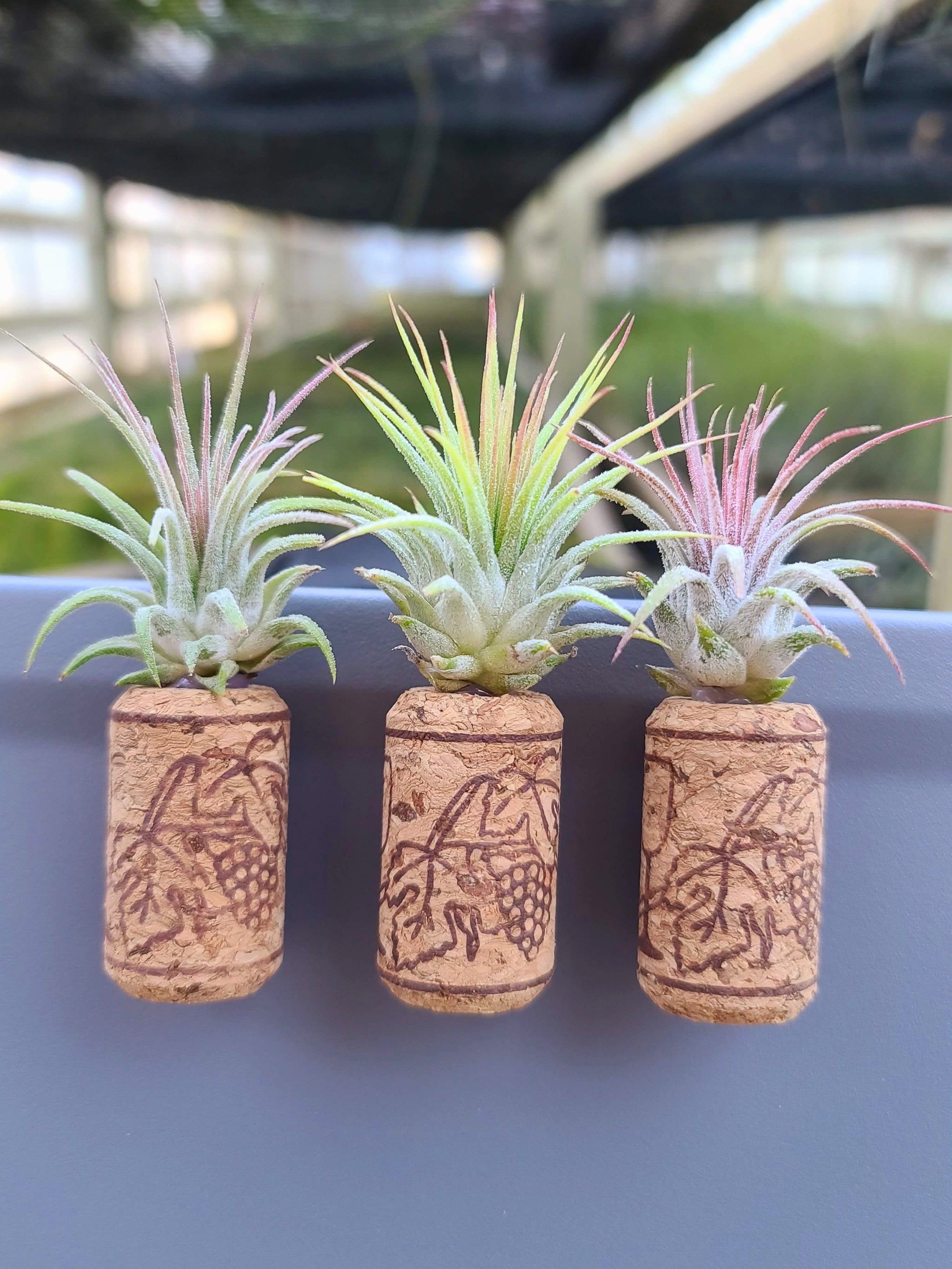 cork air plant holder 3 Magnetic Wine Corks + 3 Air Plants