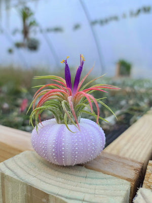 Purple Urchin Air Plant Holder with Plant
