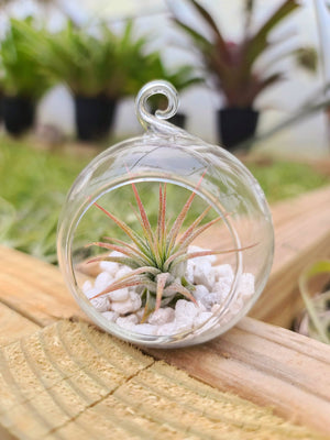 Small Glass Globe Holder with Airplant