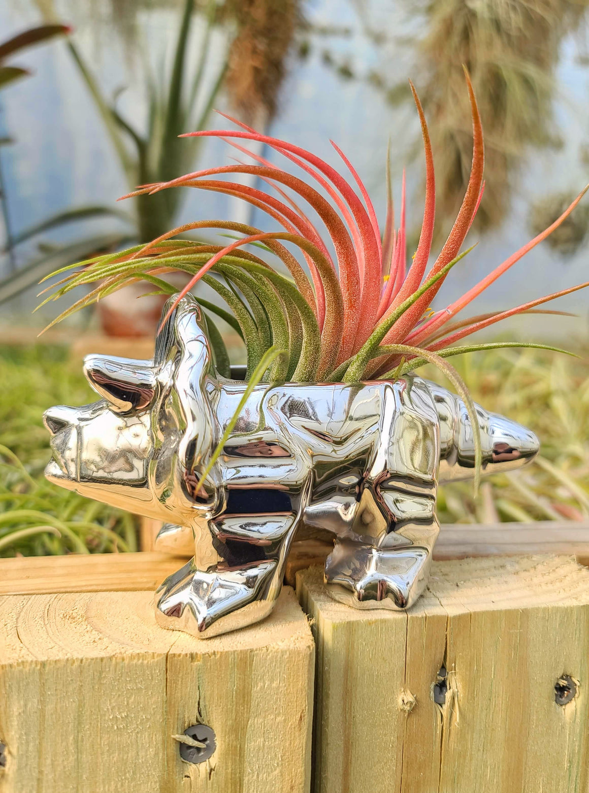 Ceramic Triceratops Holder Chrome with Victoriana Air Plant
