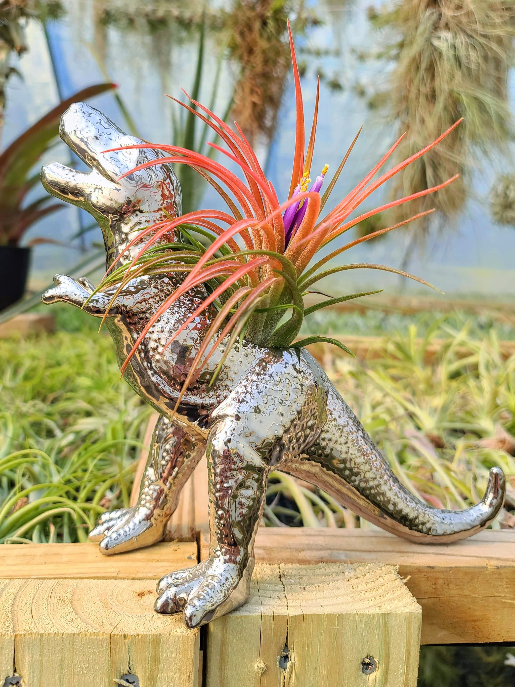 air plant statue Ceramic T-Rex Holder Chrome with Victoriana Air Plant