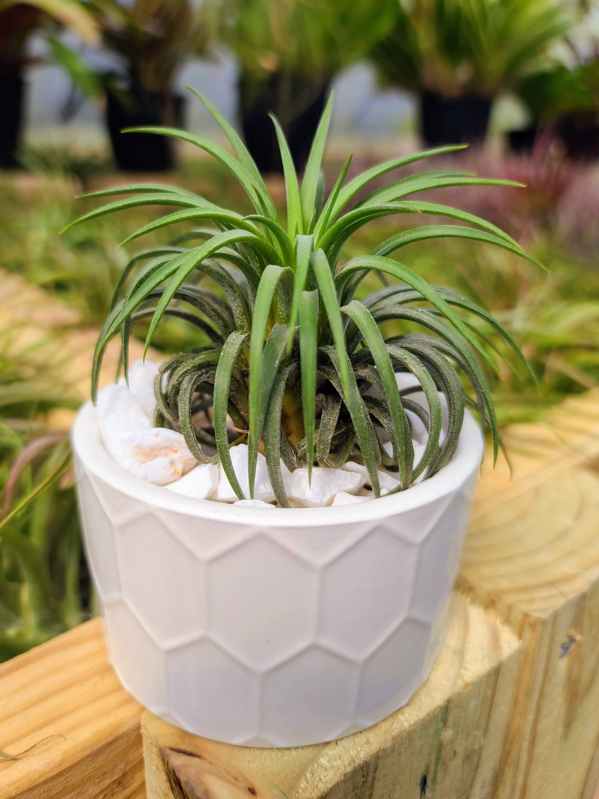 air plant geometric holder Ceramic Geo Holder White with Air Plant