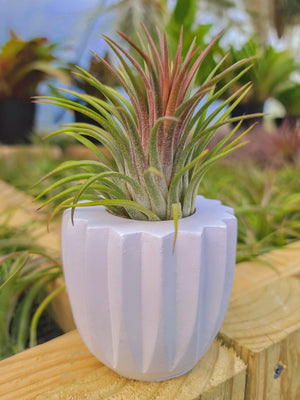 White Concrete Holder with Airplant