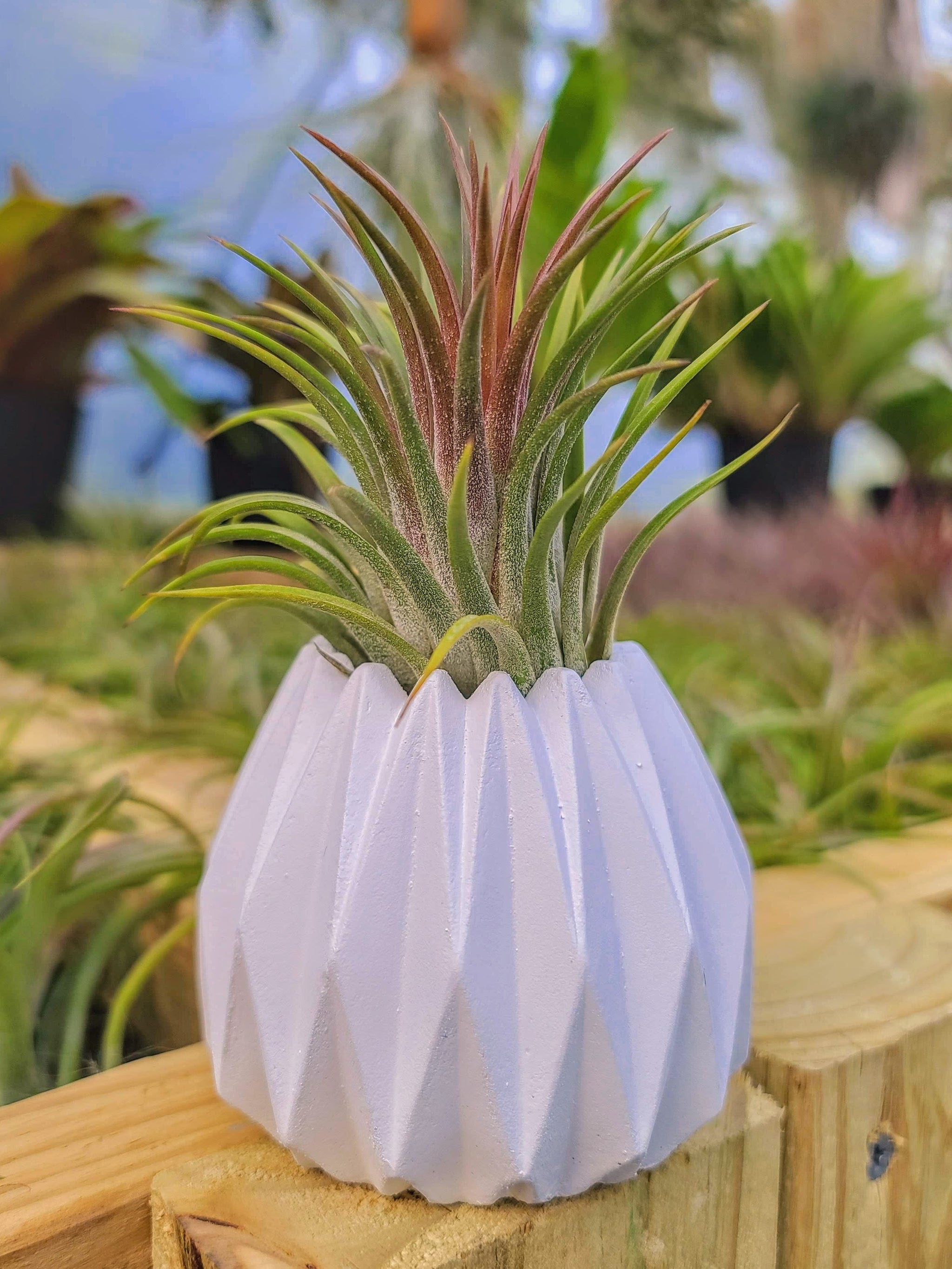 concrete air plant holder White Concrete Holder with Airplant
