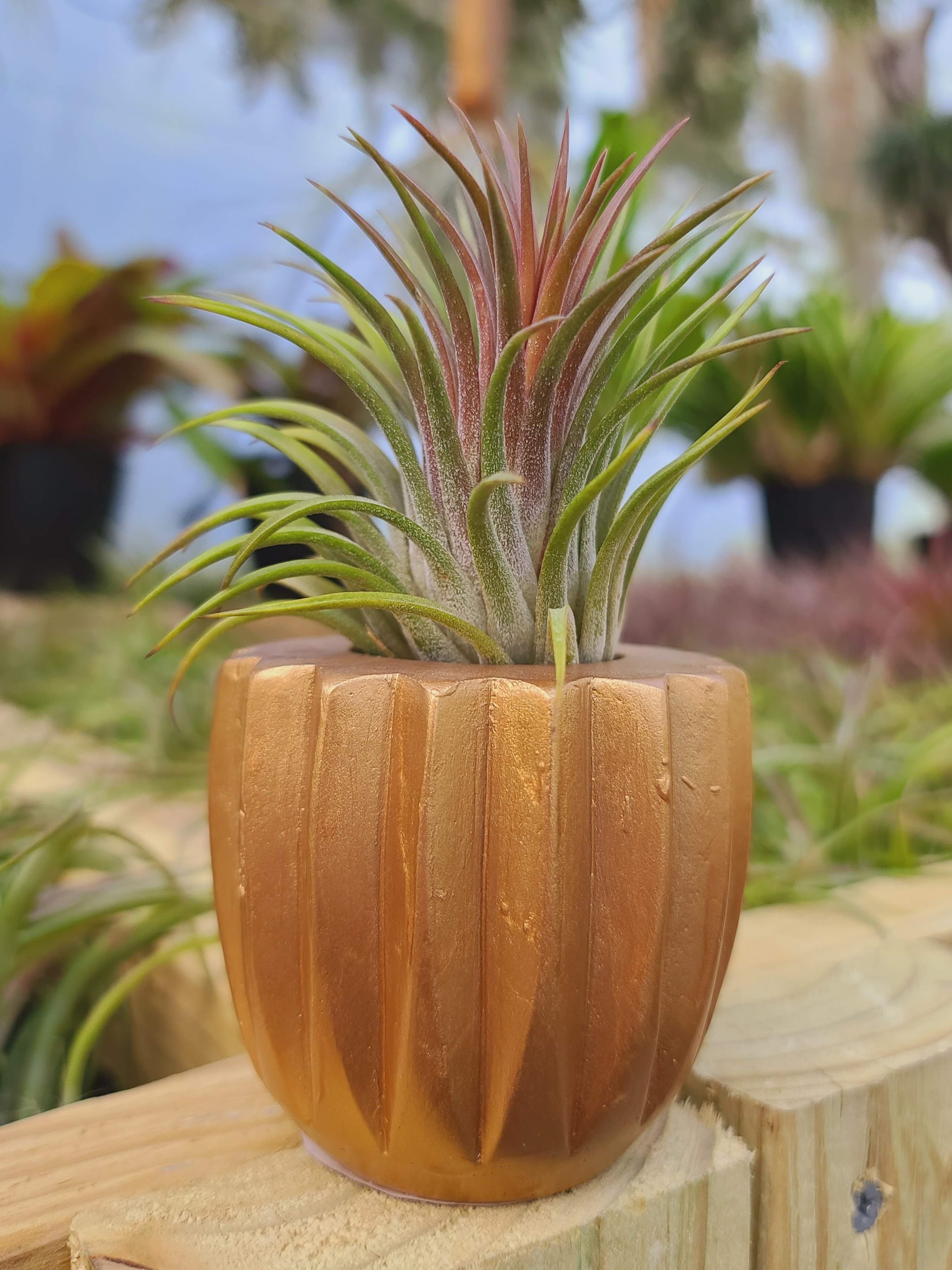 gold air plant holder Gold Concrete Holder with Air Plant