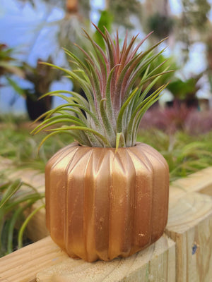 Gold Concrete Holder with Air Plant