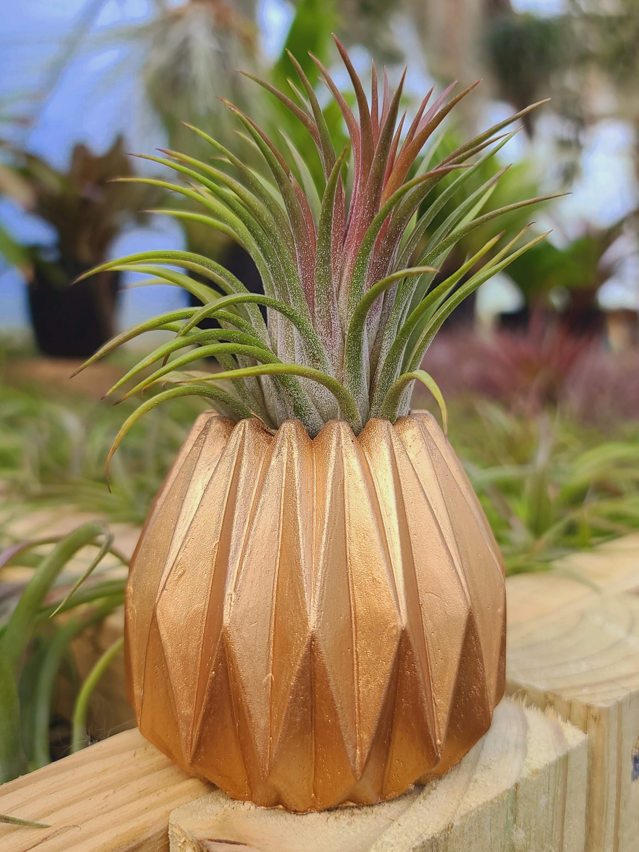 gold air plant holder Gold Concrete Holder with Air Plant