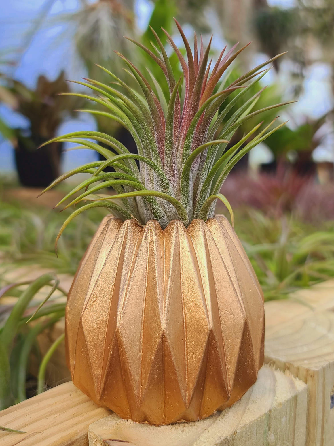 Gold Concrete Holder with Air Plant