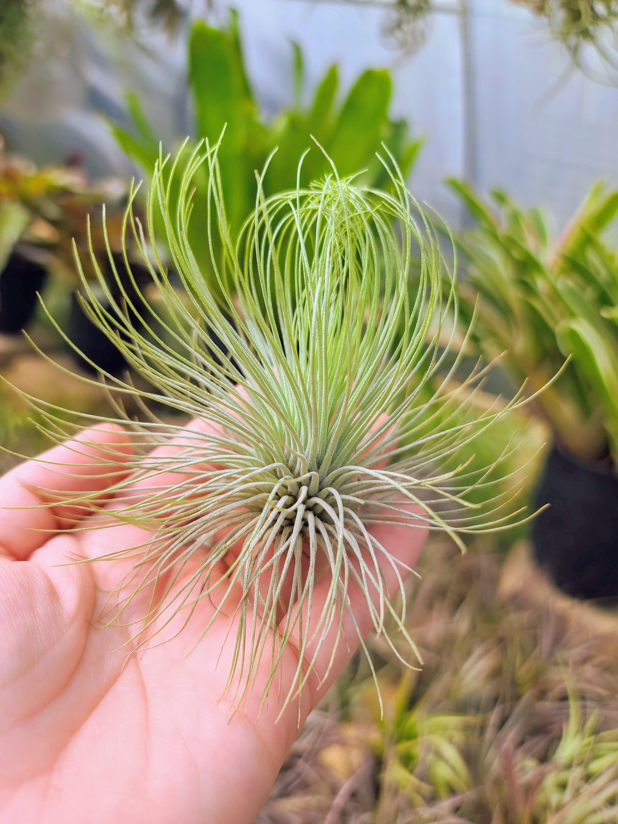andreana air plant care Sellers Choice