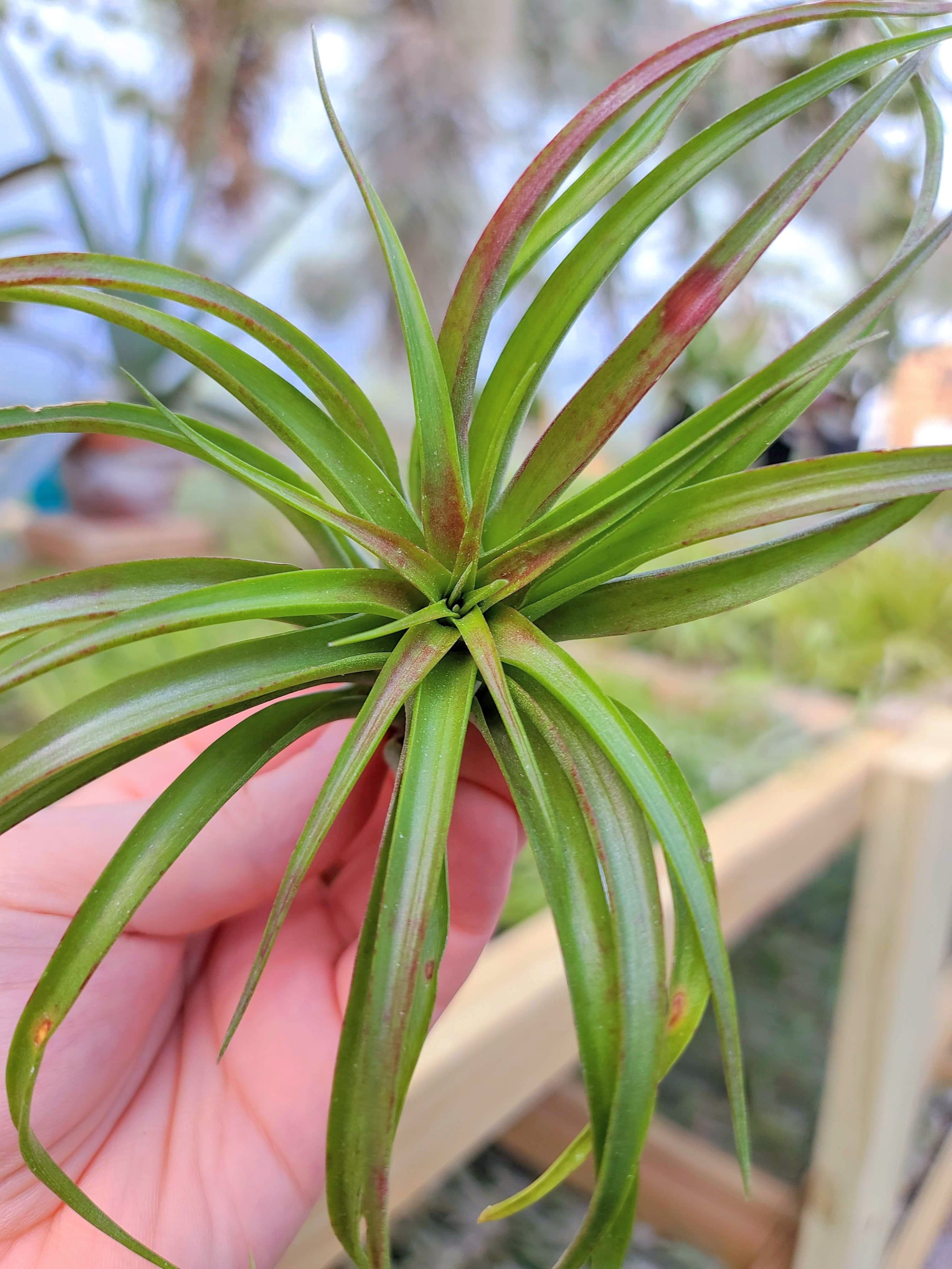 brachycaulos air plant care Sellers Choice - Brachycaulos Select