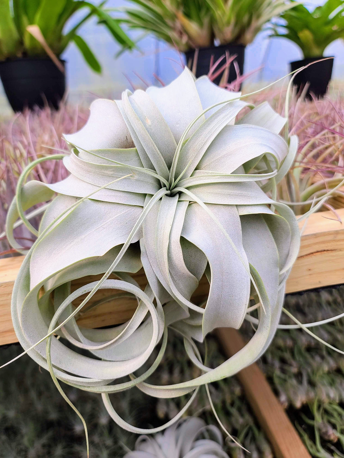 Sellers Choice - Xerographica (5-6")