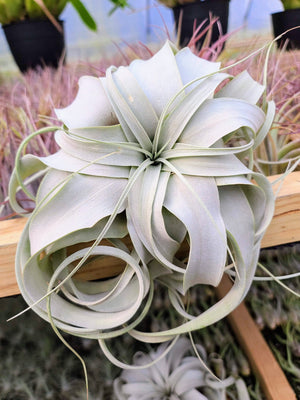 Sellers Choice - Xerographica (5-6")