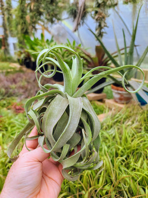 Sellers Choice - Streptophylla