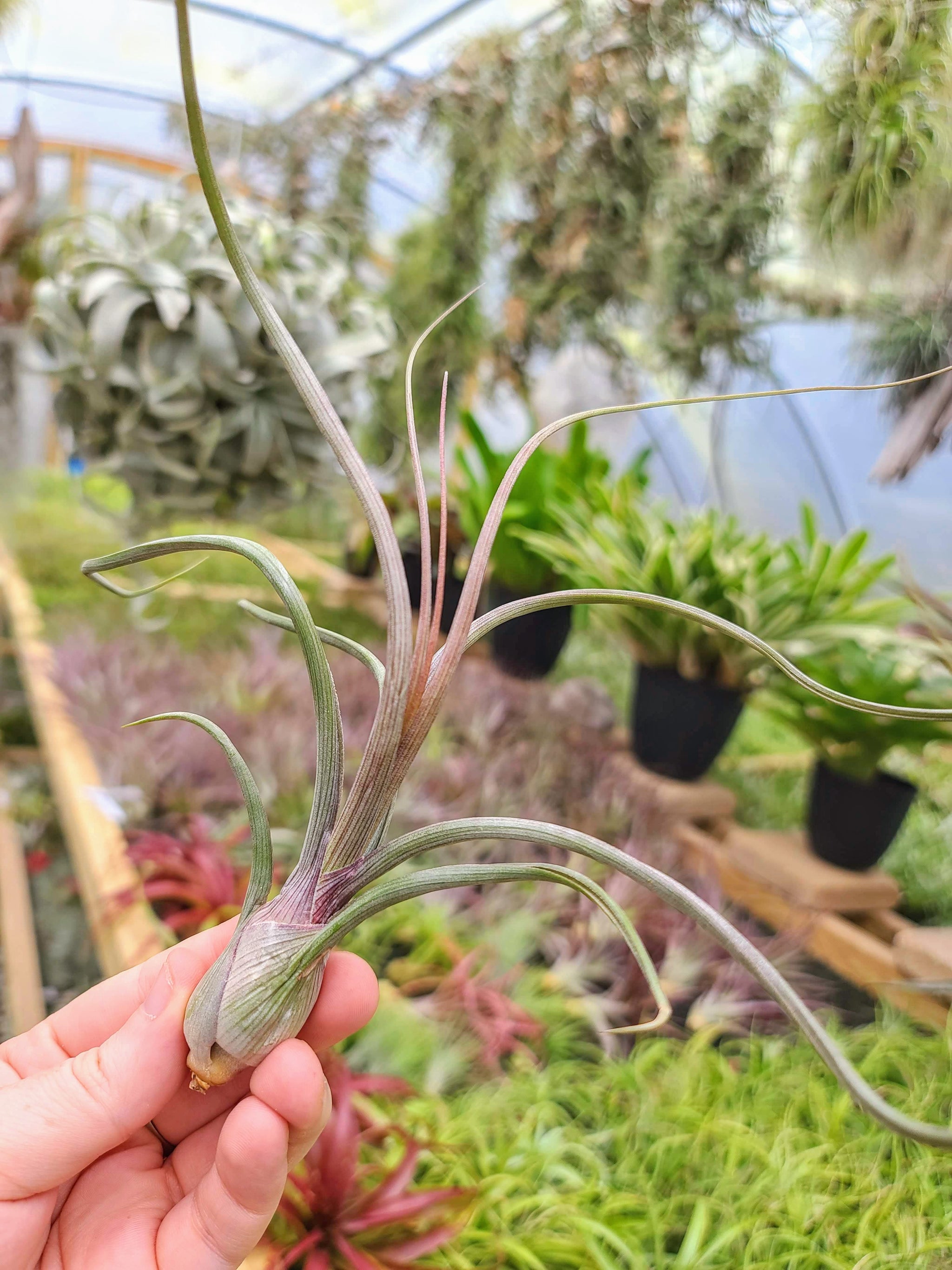 tillandsia-pseudobailey