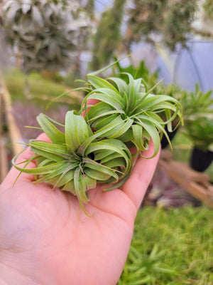 Sellers Choice - Streptophylla Hybrid Mini