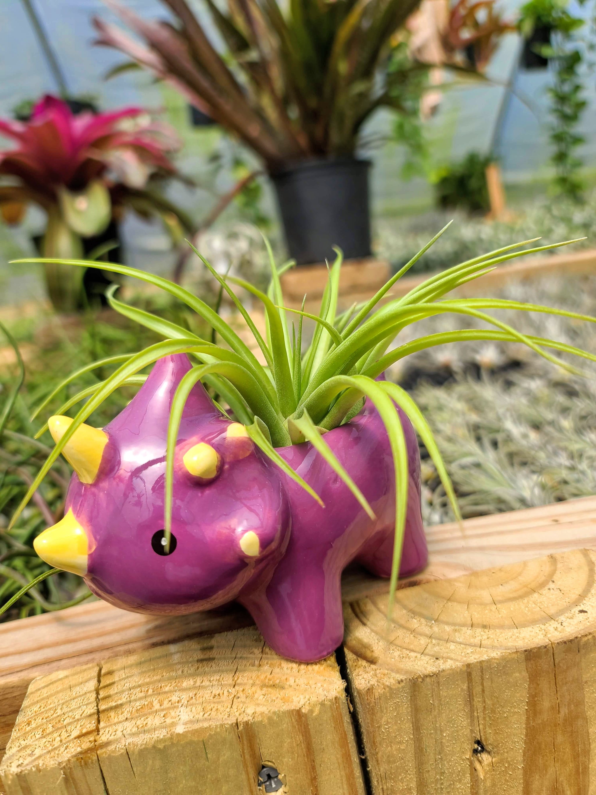 dinosaur air plant Ceramic Dinosaur Holder with Brachycaulos Air Plant