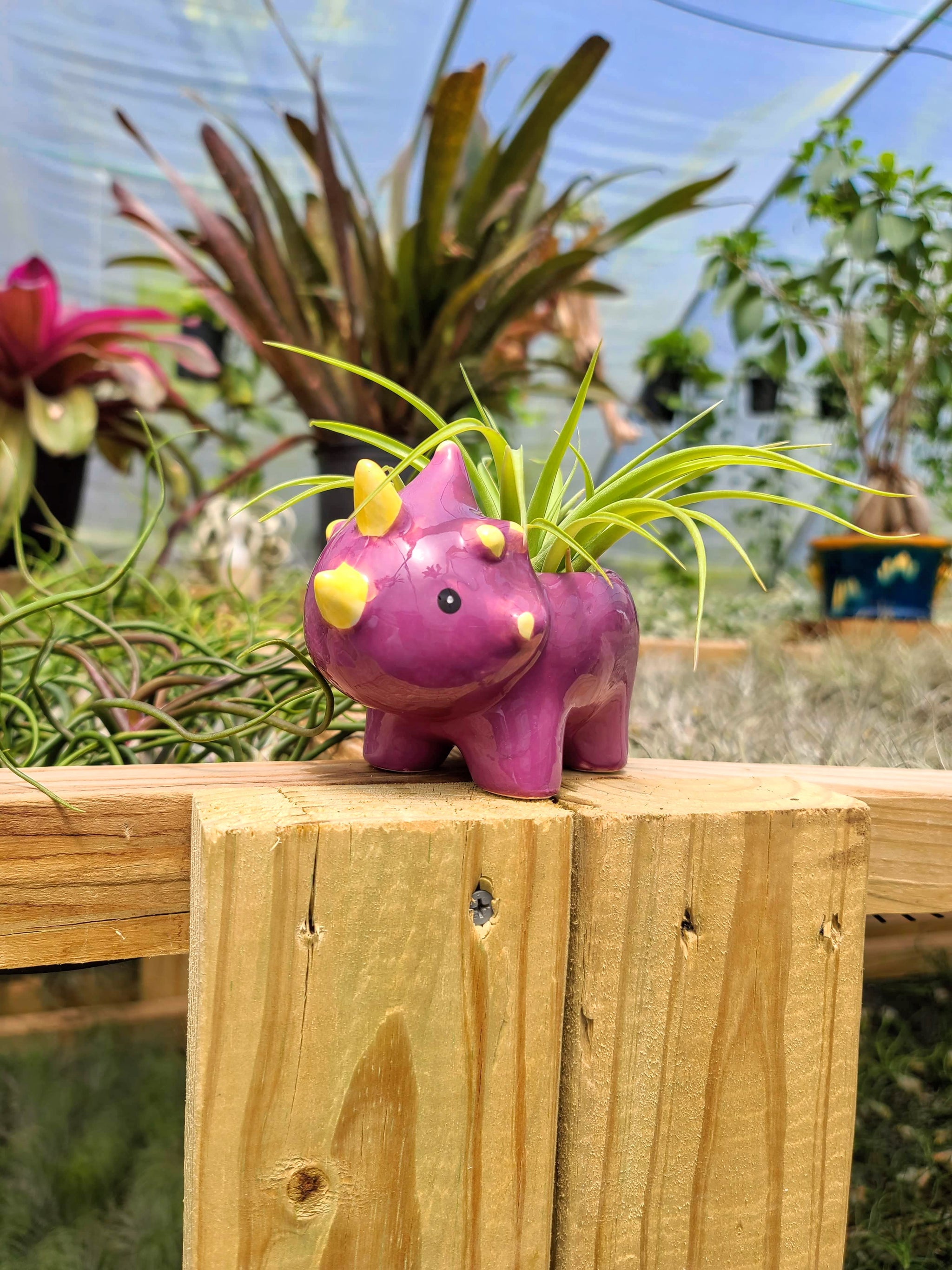 dinosaur air plant holder Ceramic Dinosaur Holder with Brachycaulos Air Plant