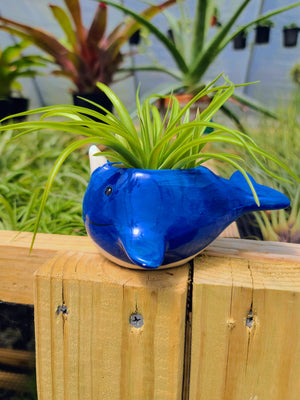 Ceramic Narwhal Holder with Brachycaulos Air Plant