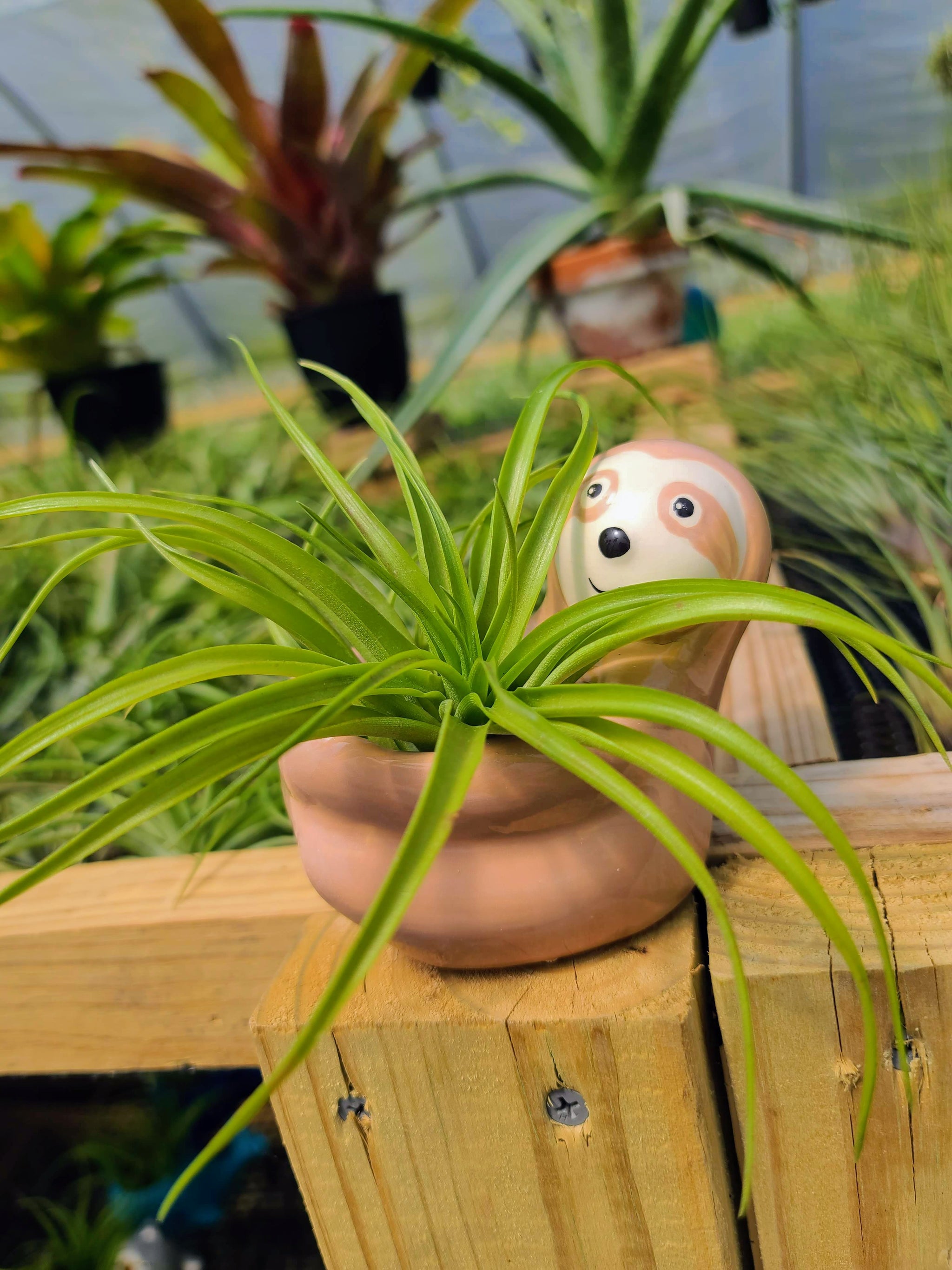 sloth air plant holder Ceramic Sloth Holder with Brachycaulos Air Plant