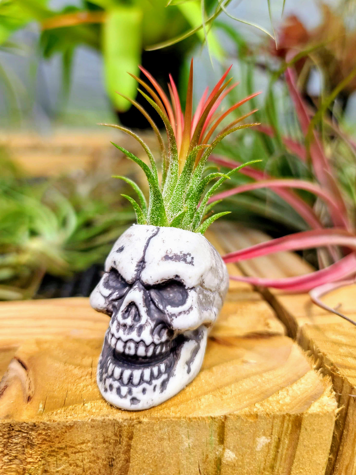 Mini Skull Holder with Fuego Air Plant