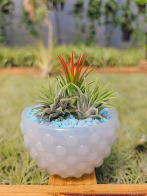 Mini Bowl with 3 Air Plant