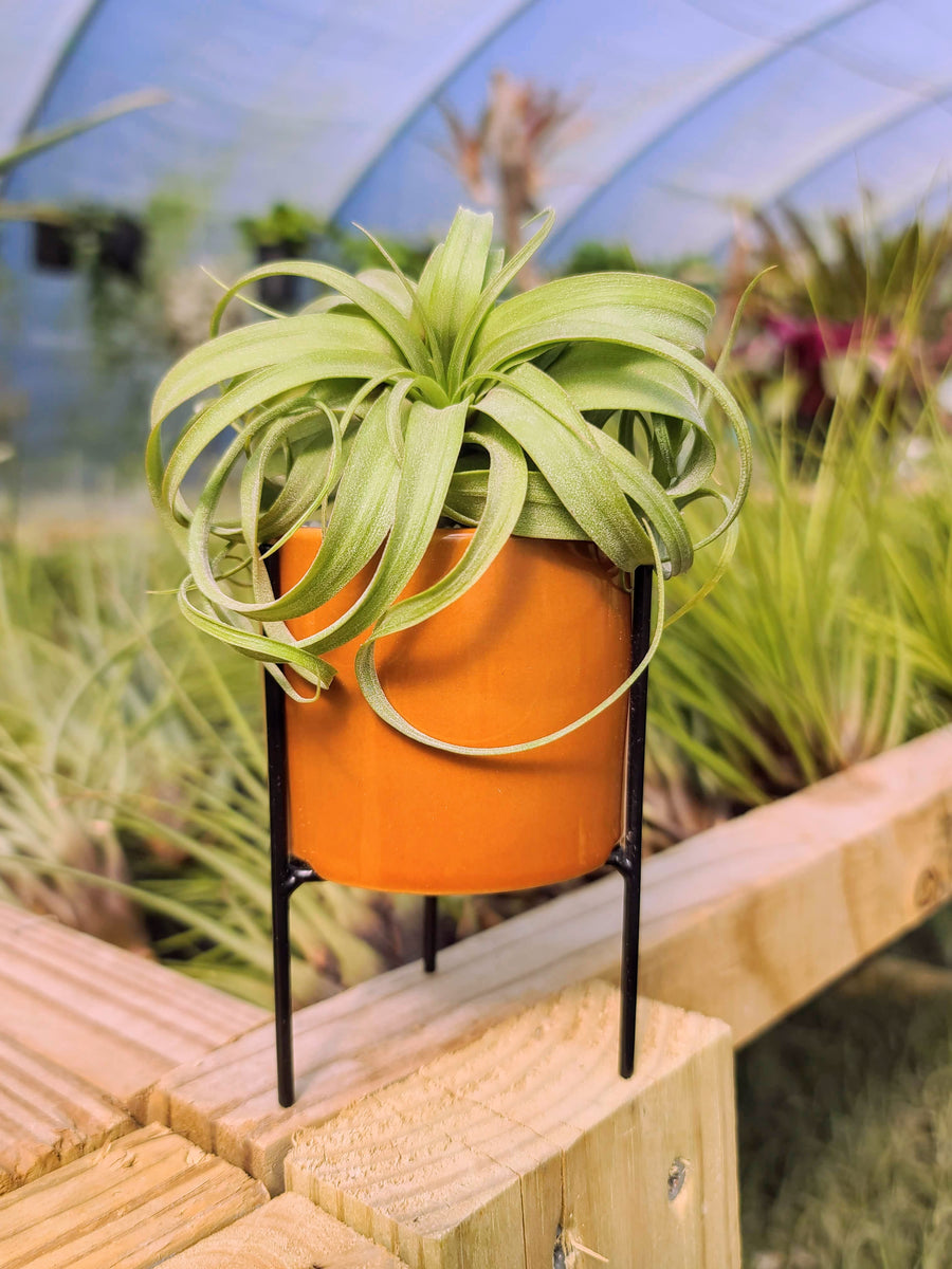 Burnt Orange Holder with Streptophylla Hybrid Air Plant