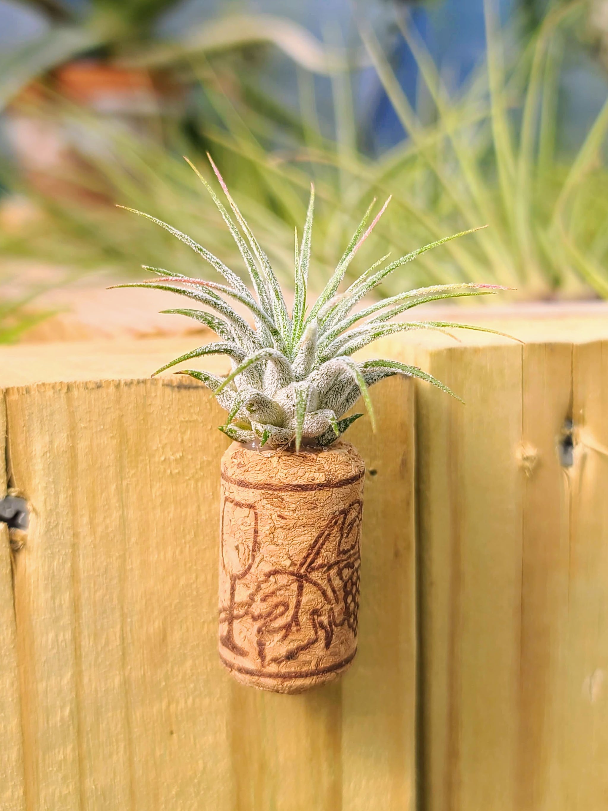 air plant wine cork 1 Magnetic Wine Cork + 1 Air Plant
