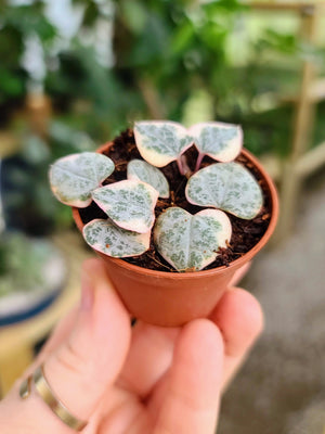 Sellers Choice - Variegated String of Hearts