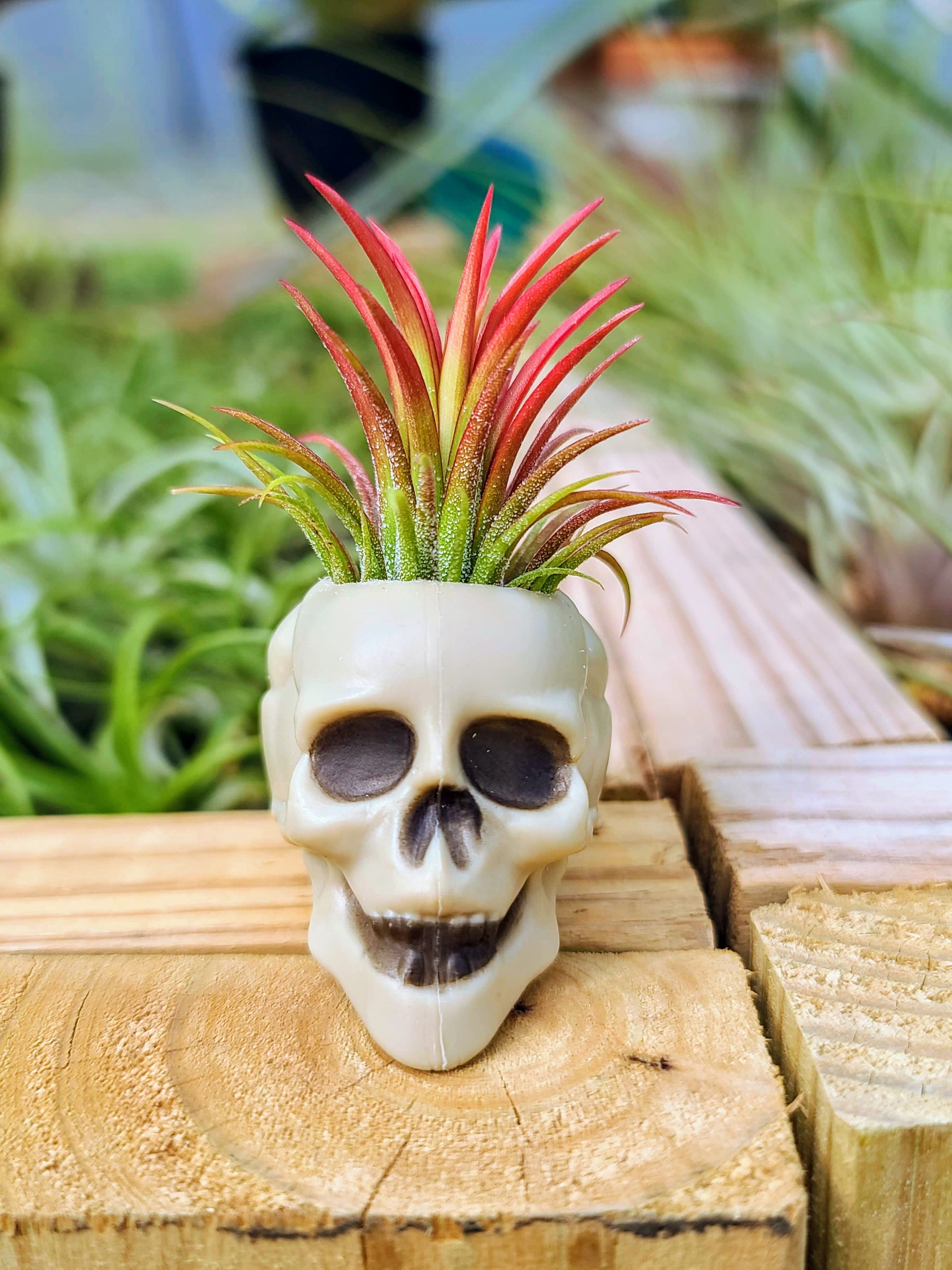 pots for air plants Mini Skull Holder with Fuego Air Plant