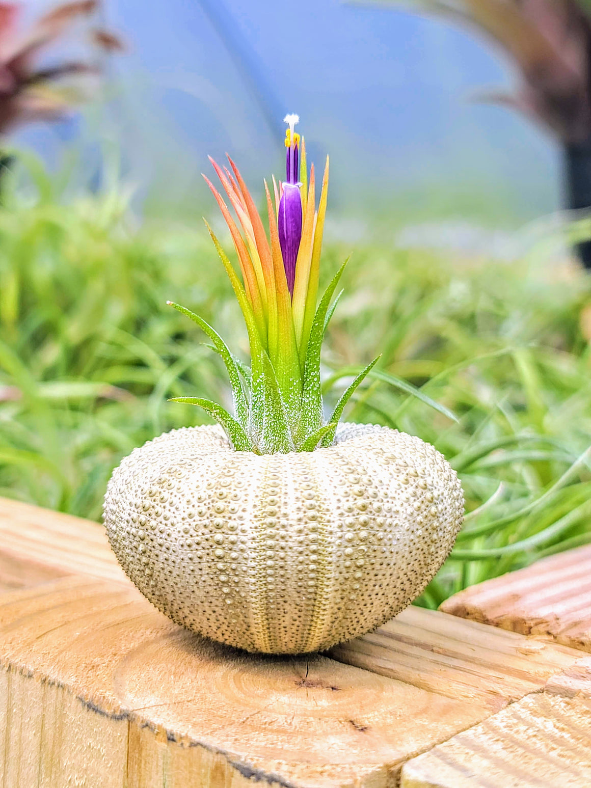 Green Urchin Air Plant Holder with Plant