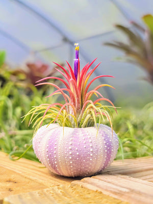 Purple Urchin Air Plant Holder with Plant
