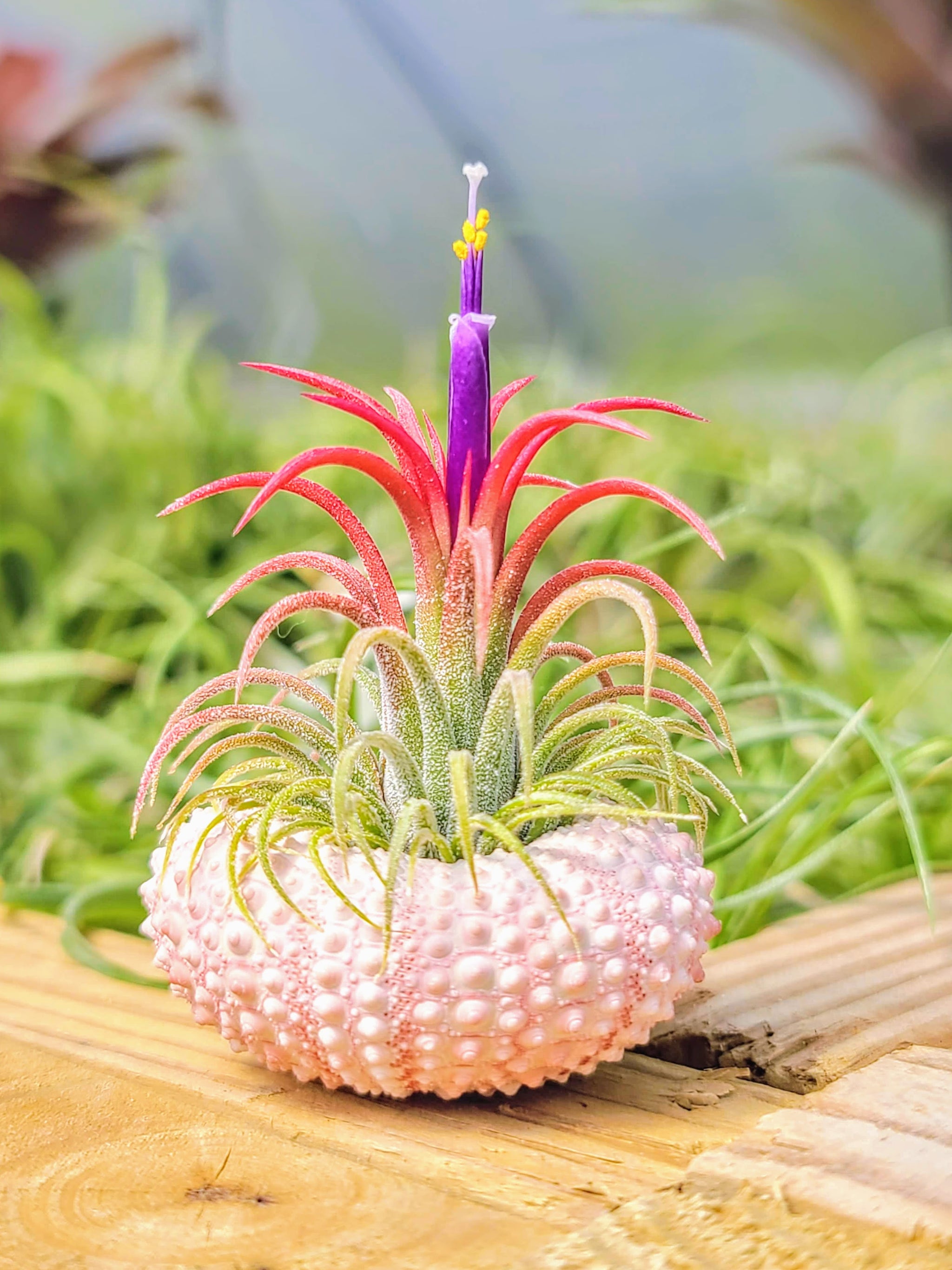 urchin air plant Pink Urchin Air Plant Holder with Plant