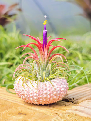 Pink Urchin Air Plant Holder with Plant