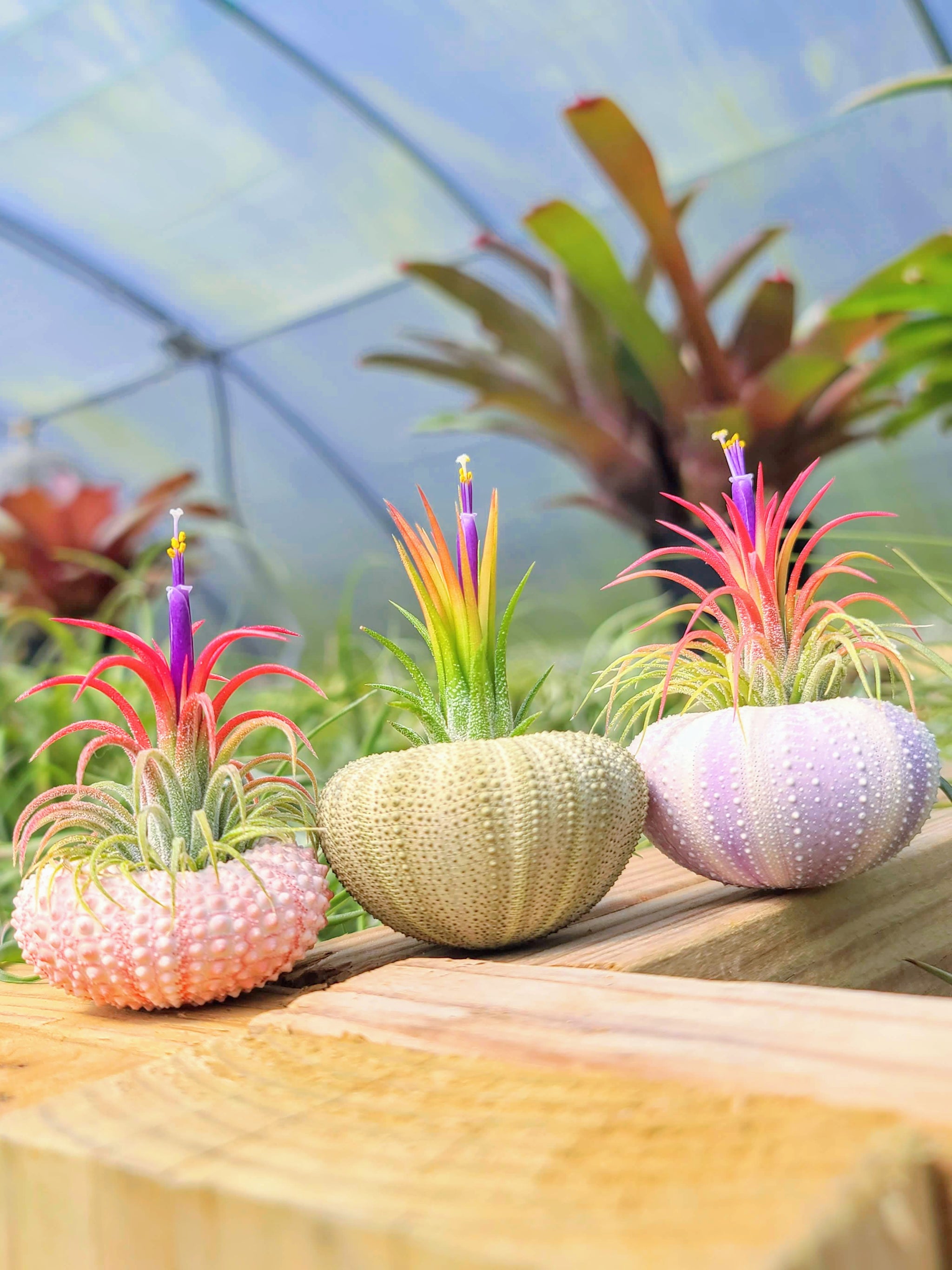 air plant in sea urchin Urchin Air Plant Holder Trio with Plants