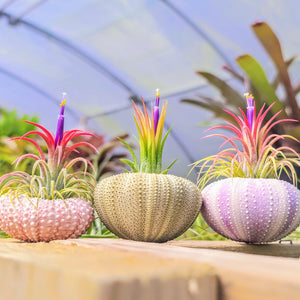 Urchin Air Plant Holder Trio with Plants