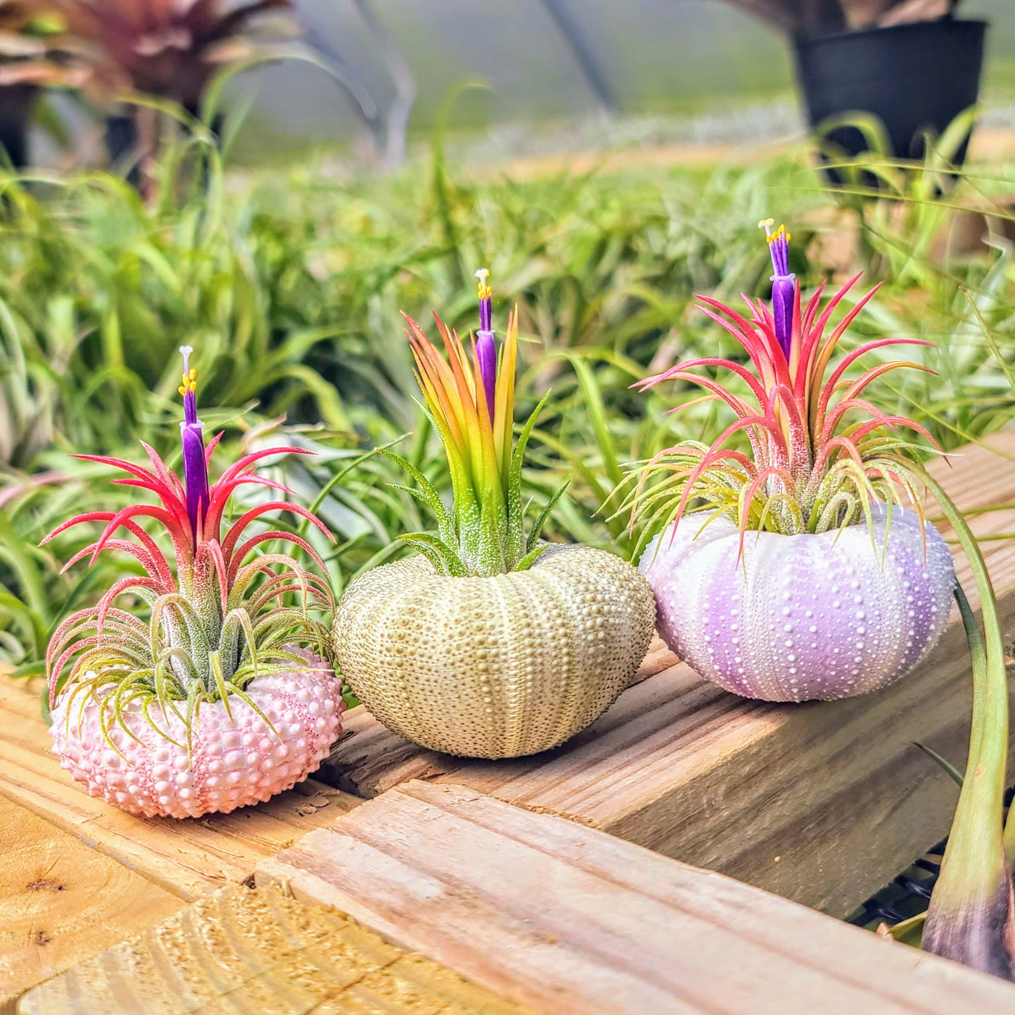 sea urchin air plant Urchin Air Plant Holder Trio with Plants