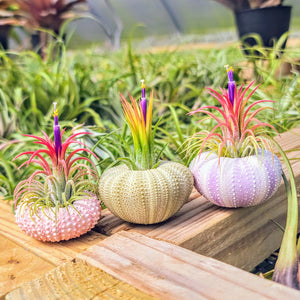 Urchin Air Plant Holder Trio with Plants