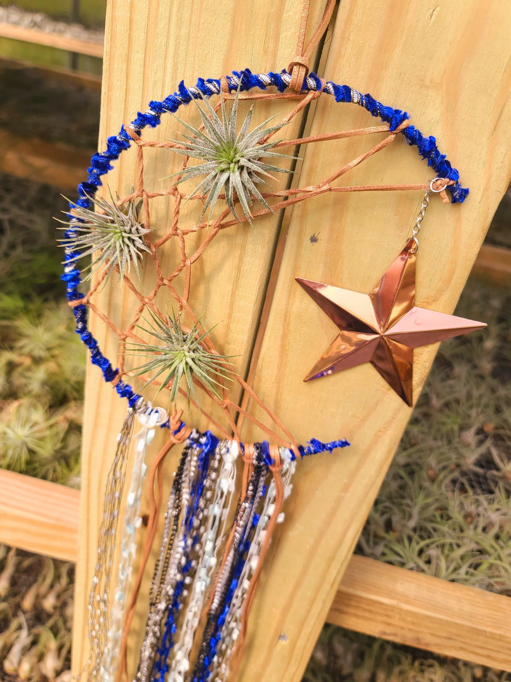 dreamcatcher air plant Moon Dreamcatcher with 3 Ionantha Air Plants