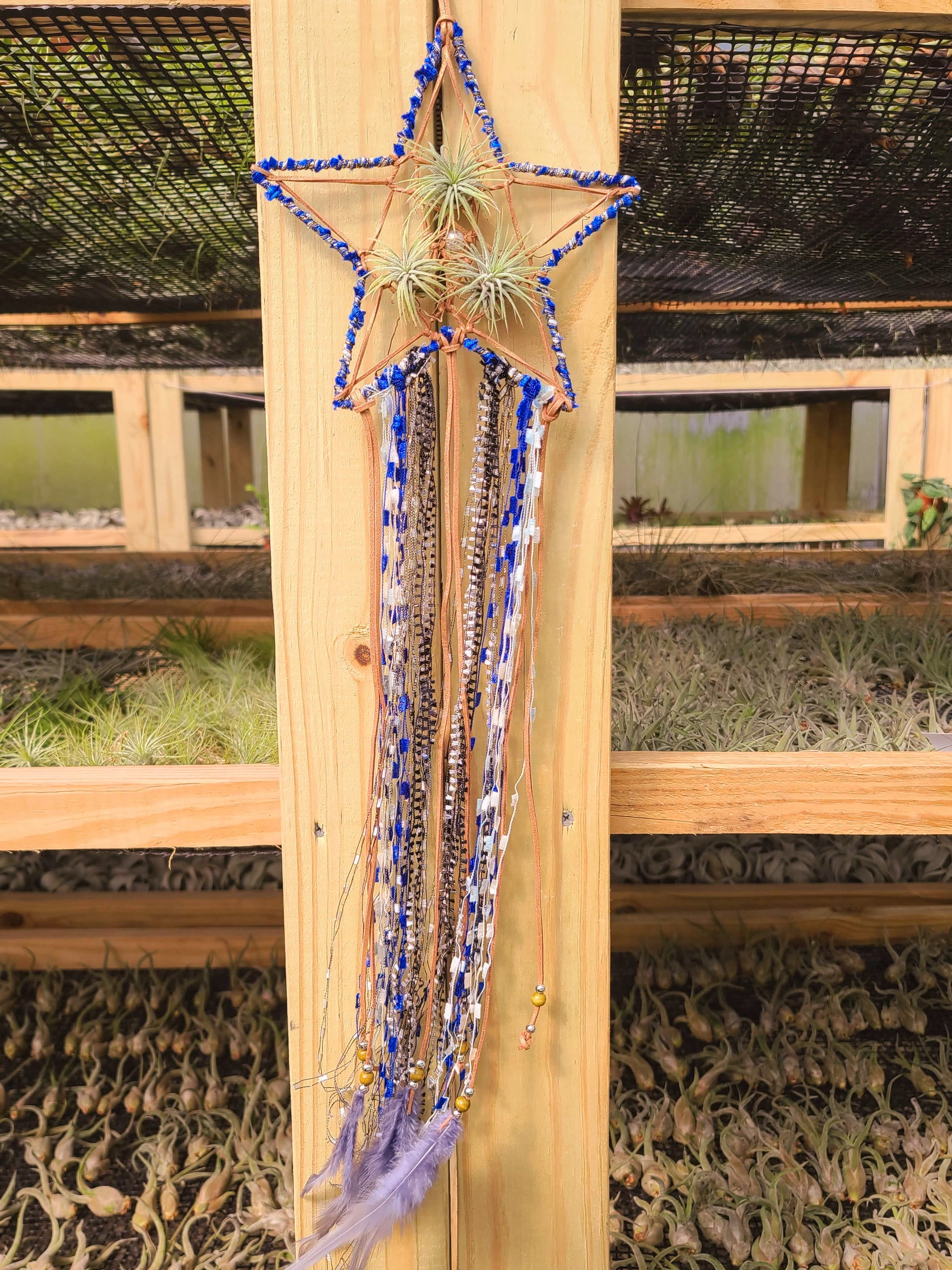 dreamcatcher air plant Star Dreamcatcher with 3 Ionantha Air Plants